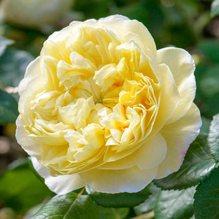 Rose ‘Charles Darwin’