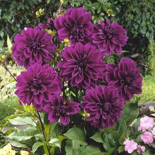 Dahlia ‘Thomas Edison’