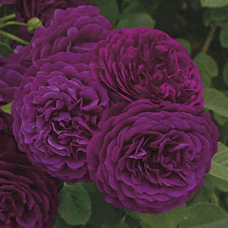 Rose ‘Twilight Zone’