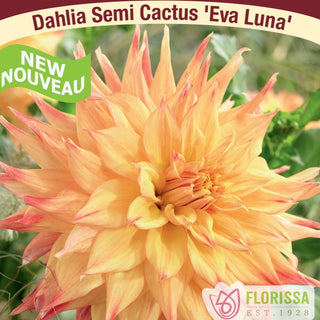 Dahlia ‘Eva Luna’