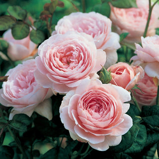 Rose ‘Queen of Sweden’