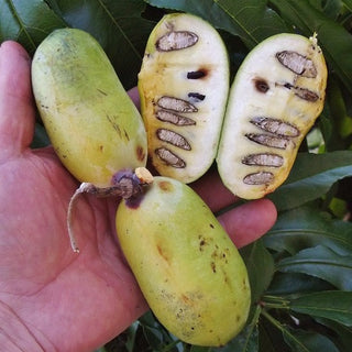 PawPaw - Asimina triloba ‘Sunflower’