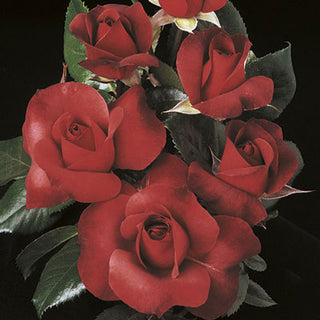 Rose ‘Hot Cocoa’