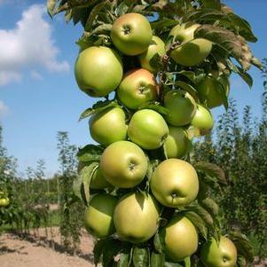 Apple - Malus domestica ‘Urban Blushing Delight’