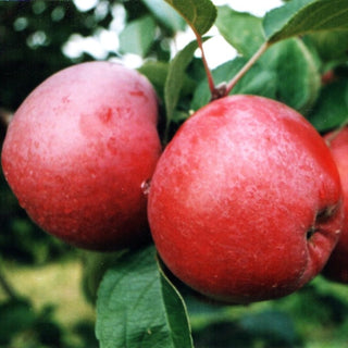 Apple - Malus domestica ‘Spartan’ (M27 Rootstock)