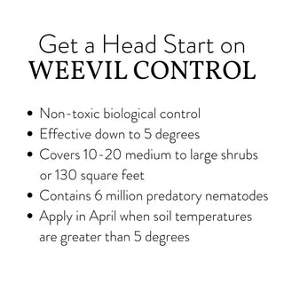 Cold Shots - Root Weevil Beetle Control