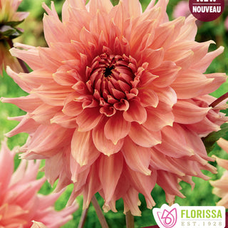 Dahlia ‘Fairway Spur’ (1/pkg)