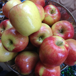 Apple - Malus domestica ‘Ambrosia’ (M26 Rootstock)