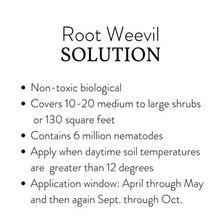 Weevilution - Root Weevil Solution