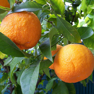 Citrus ‘Seville Sour Orange’