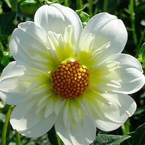 Dahlia ‘Alpen Cherub’