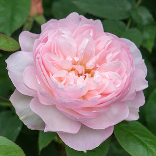 Rose ‘Gentle Hermione’