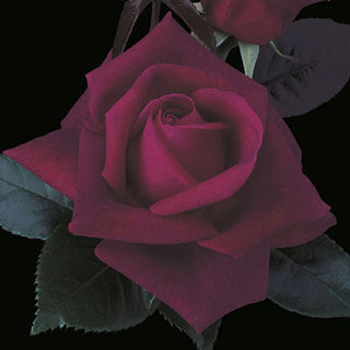 Rose ‘Lasting Love’