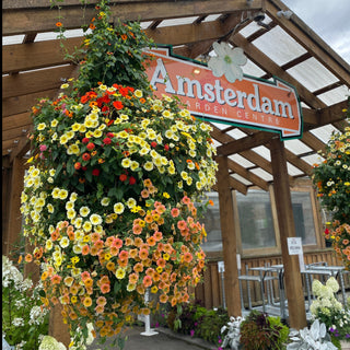 Amsterdam Garden Centre Moss Hanging Basket