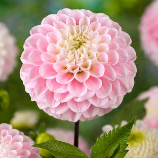 Dahlia ‘Wizard of Oz’