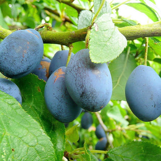 Plum - Prunus domestica ‘Damson’