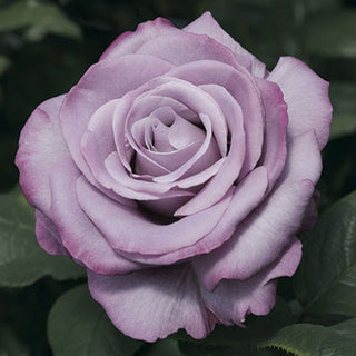 Rose ‘Neptune’