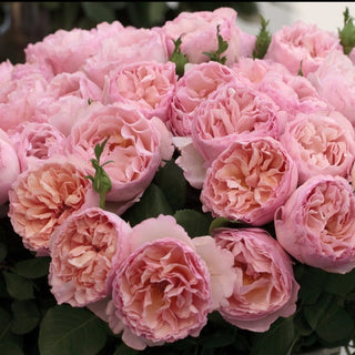 Rose ‘Princesse Charlene de Monaco’