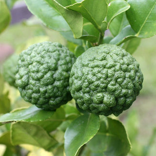 Citrus ‘Thai Lime’