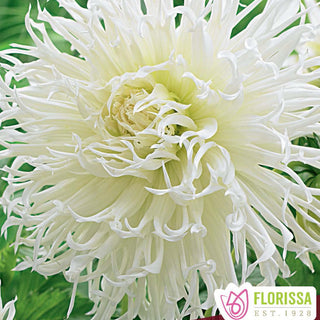 Dahlia ‘Tsuki-Yori’ (1/pkg)