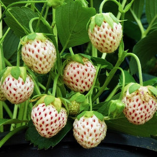 Strawberry - Fragaria ‘Aloha Berry’