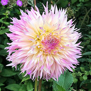 Dahlia ‘Nadia Ruth’