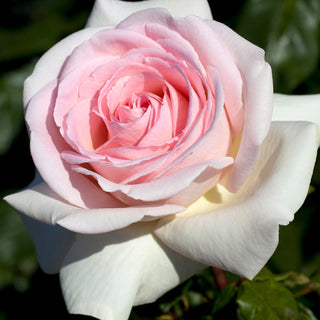 Rose ‘Francis Meilland’