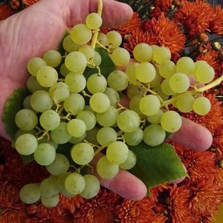Grape - ‘Himrod’