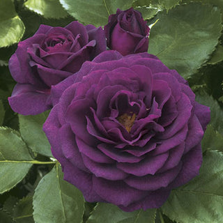 Rose ‘Ebb Tide’