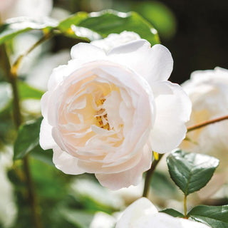 Rose ‘Desdemona’