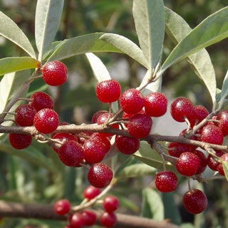 Autumn Olive - Elaeagnus umbellata ‘Garnet’