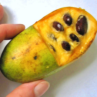 PawPaw - Asimina triloba ‘Mango’
