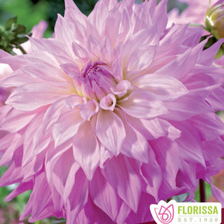 Dahlia ‘Sir Alf Ramsey’ (1/pkg)