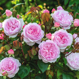 Rose ‘Olivia Rose Austin’