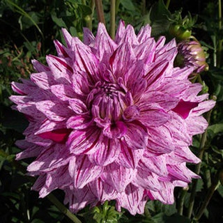 Dahlia ‘Misty Imagination’