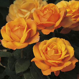 Rose ‘Good as Gold’