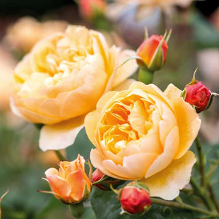 Rose ‘Roald Dahl’