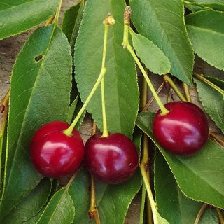 Cherry - Prunus x kerrasis ‘Romeo’