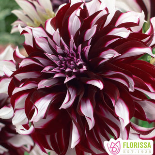 Dahlia ‘Tartan’ (1/pkg)
