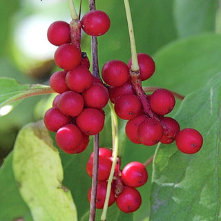 Magnolia Vine - Schisandra chinensis ‘Eastern Prince’