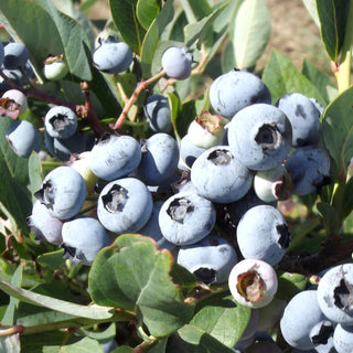 Blueberry - ‘Razz’