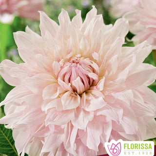 Dahlia ‘Shiloh Noelle’ (1/pkg)