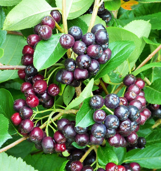 Chokeberry (Black) - Aronia melanocarpa ‘Viking’