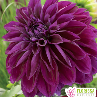 Dahlia ‘Thomas Edison’ (1/pkg)