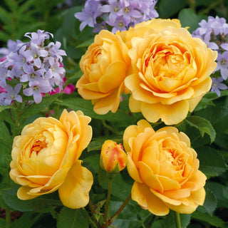 Rose  ‘Golden Celebration®’