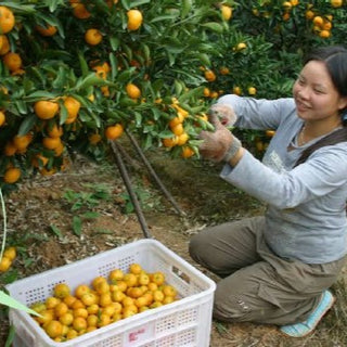 Citrus ‘Kishu Mandarin’
