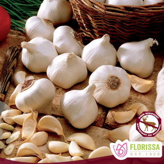 Regular Garlic