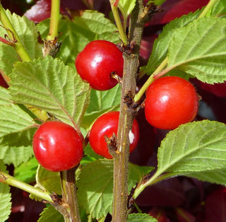 Cherry - Prunus tomentosa