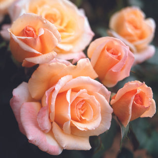 Rose ‘Tahitian Sunset’