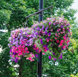 Traditional Pitt Meadows Moss Hanging Basket